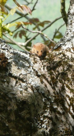 Hazel dormouse (Muscardinus avellanarius) in tree